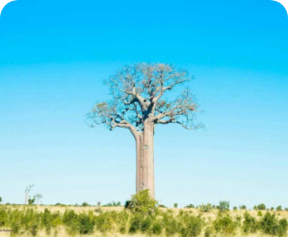 Toliara
